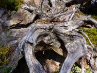 Detail an ausgebleichter Zirbenwurzel